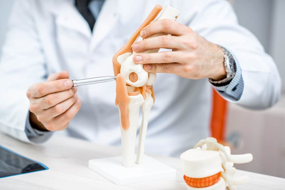 Model of the knee joint to assess its structure
